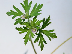 Geranium carolinianum carolinianum