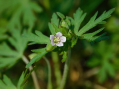 Geranium carolinianum carolinianum