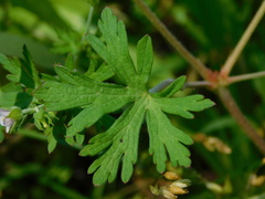 Geranium carolinianum carolinianum