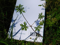 Geranium carolinianum carolinianum