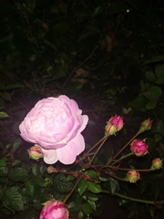 Rosa chinensis