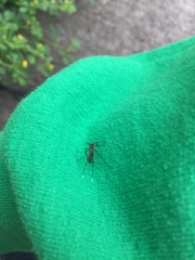 Psorophora longipalpus