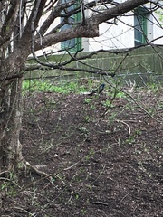 Quiscalus quiscula versicolor