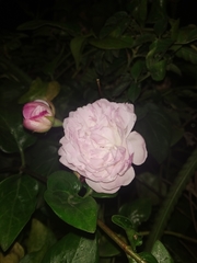 Rosa chinensis