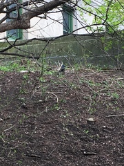 Quiscalus quiscula versicolor