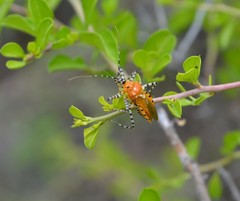 Pselliopus latispina