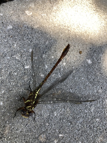 Two-striped Forceptail photo 5