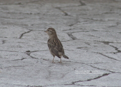 Passer domesticus