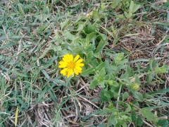 Amblyolepis setigera