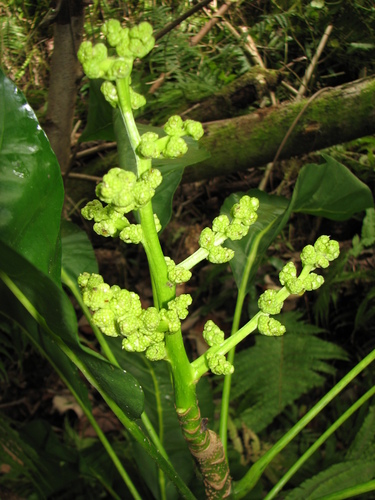 Meryta macrophylla observed 2016-05-17