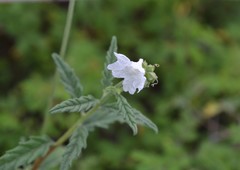 Varronia podocephala