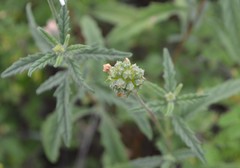 Varronia podocephala