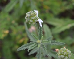 Varronia podocephala