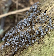 Physarum pezizoideum