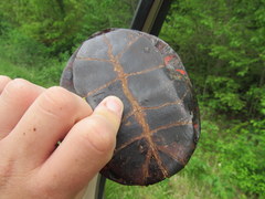 Chrysemys dorsalis