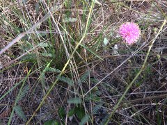 Mimosa quadrivalvis angustata