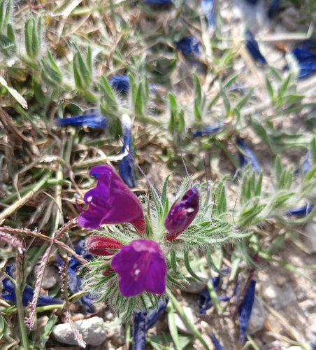 sand viper's bugloss