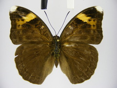 Bebearia phranza moreelsi