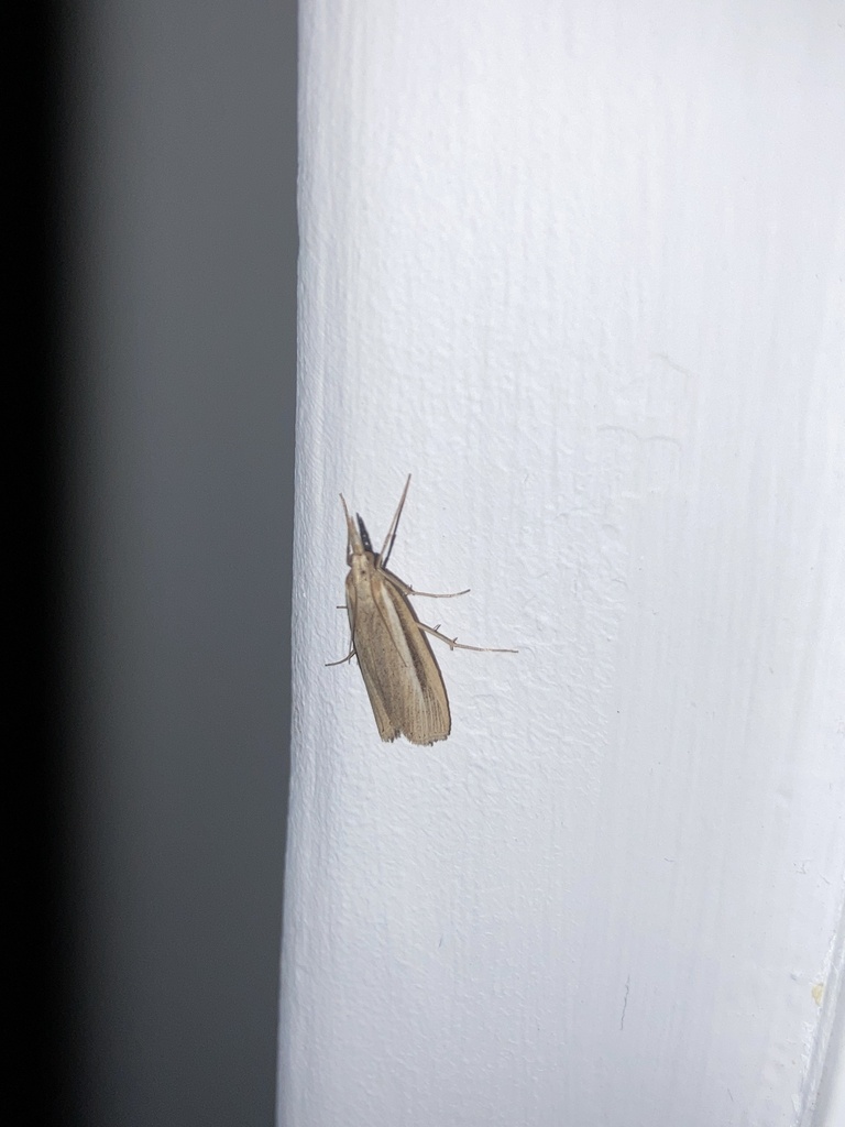 Caffrocrambus alcibiades