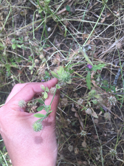 Trifolium microcephalum