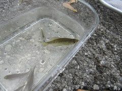 Centrarchus macropterus
