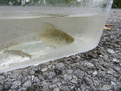 Centrarchus macropterus