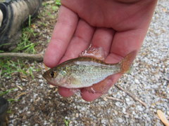 Centrarchus macropterus