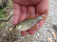 Centrarchus macropterus