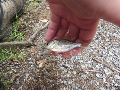 Centrarchus macropterus