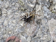 Alopecosa pulverulenta