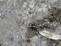 Alopecosa pulverulenta