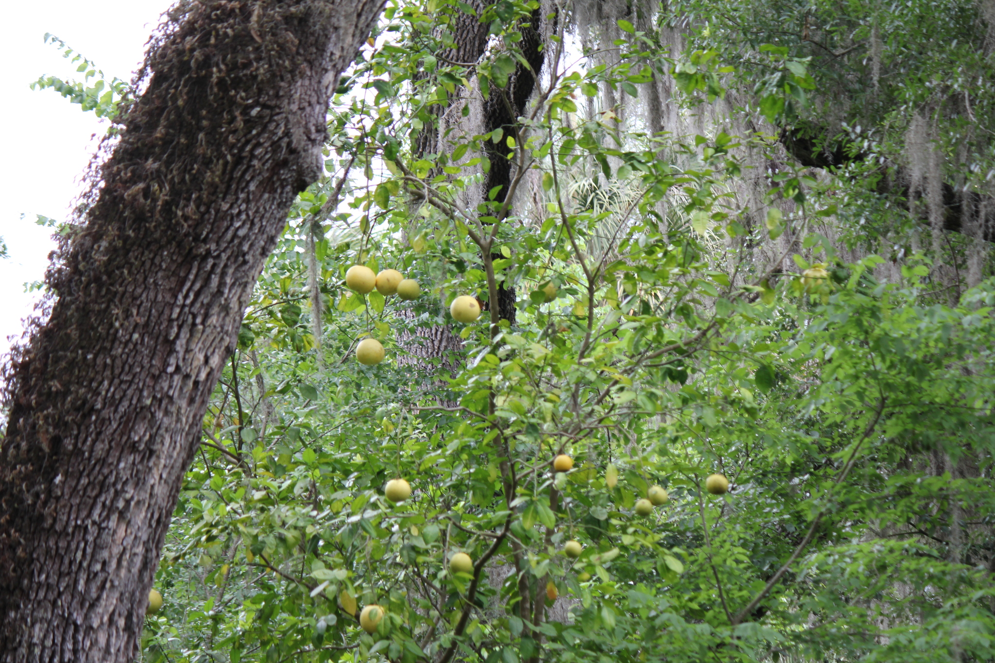Imagem de Pomelo