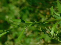 Lepidium virginicum virginicum