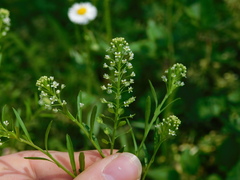 Lepidium virginicum virginicum