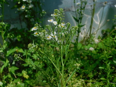Lepidium virginicum virginicum
