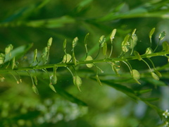Lepidium virginicum virginicum