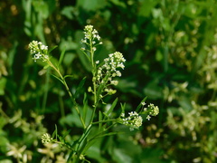 Lepidium virginicum virginicum