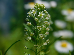 Lepidium virginicum virginicum