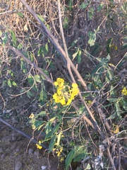 Callaeum macropterum