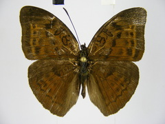 Bebearia phranza moreelsi
