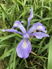 Iris longipetala
