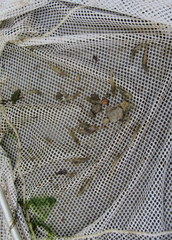 Palaemon kadiakensis