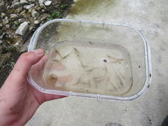 Palaemon kadiakensis