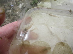 Palaemon kadiakensis