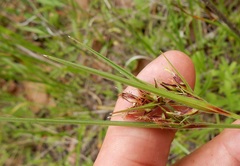 Scleria ciliata