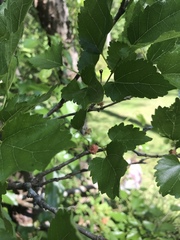 Morus nigra