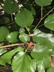 Morus nigra