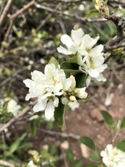Amelanchier ovalis