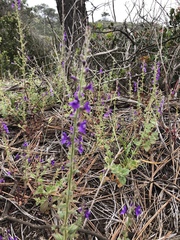 Sairocarpus nuttallianus