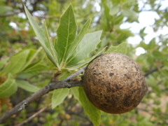 Amphibolips trizonata